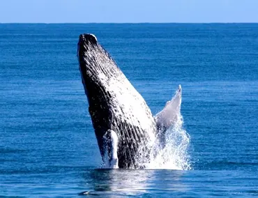 Observer les baleines dans la peninsule de Samana